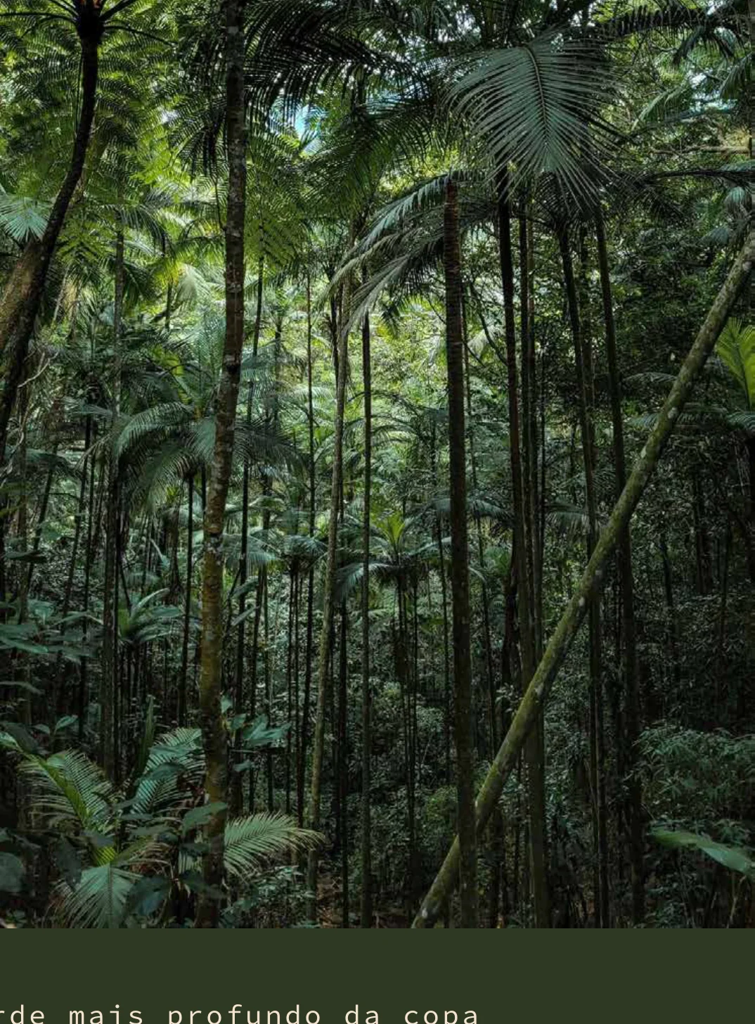Verde Amazônia: Sombra da floresta