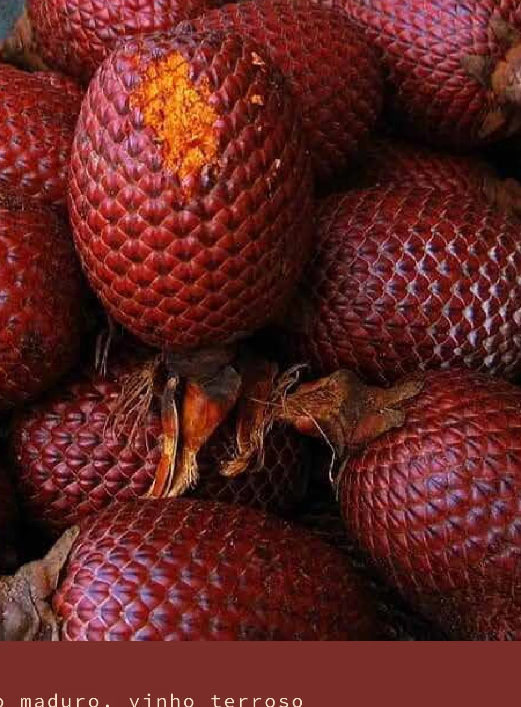 Casca de Buriti: Fruto maduro, vinho terroso