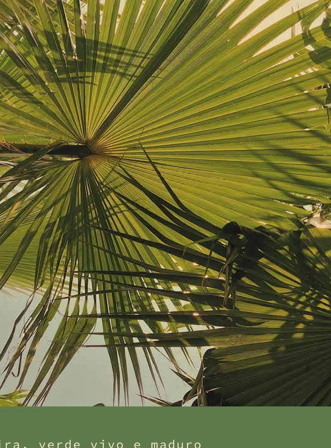 Folha de Buriti: Folha em leque da palmeira